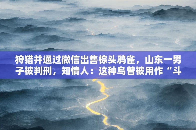 狩猎并通过微信出售棕头鸦雀，山东一男子被判刑，知情人：这种鸟曾被用作“斗鸟”