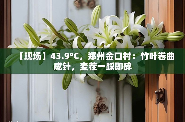 【现场】43.9°C，郑州金口村：竹叶卷曲成针，麦茬一踩即碎