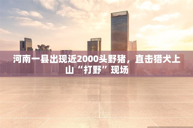 河南一县出现近2000头野猪，直击猎犬上山“打野”现场