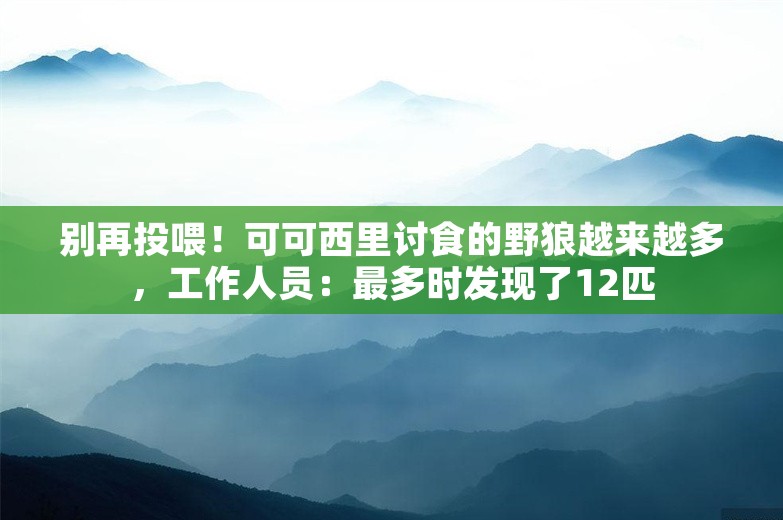 别再投喂！可可西里讨食的野狼越来越多，工作人员：最多时发现了12匹