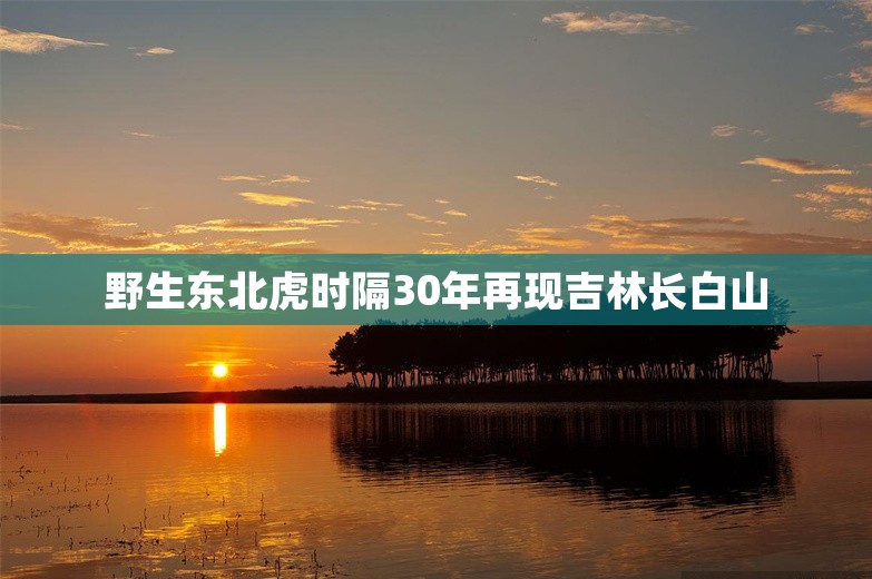 野生东北虎时隔30年再现吉林长白山