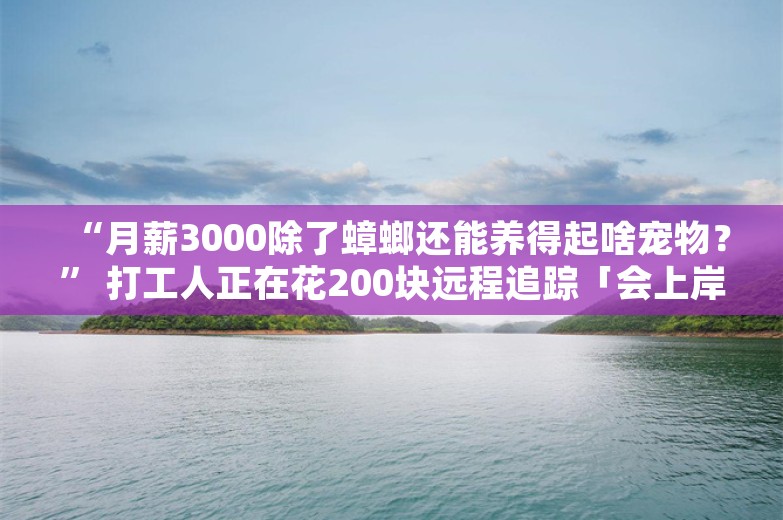 “月薪3000除了蟑螂还能养得起啥宠物？” 打工人正在花200块远程追踪「会上岸的野生鲨鱼」