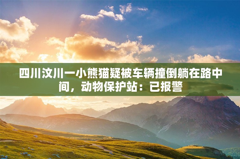 四川汶川一小熊猫疑被车辆撞倒躺在路中间，动物保护站：已报警