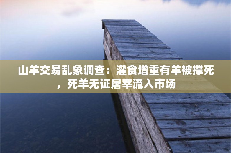 山羊交易乱象调查：灌食增重有羊被撑死，死羊无证屠宰流入市场