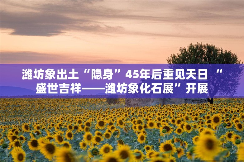 潍坊象出土“隐身”45年后重见天日 “盛世吉祥——潍坊象化石展”开展